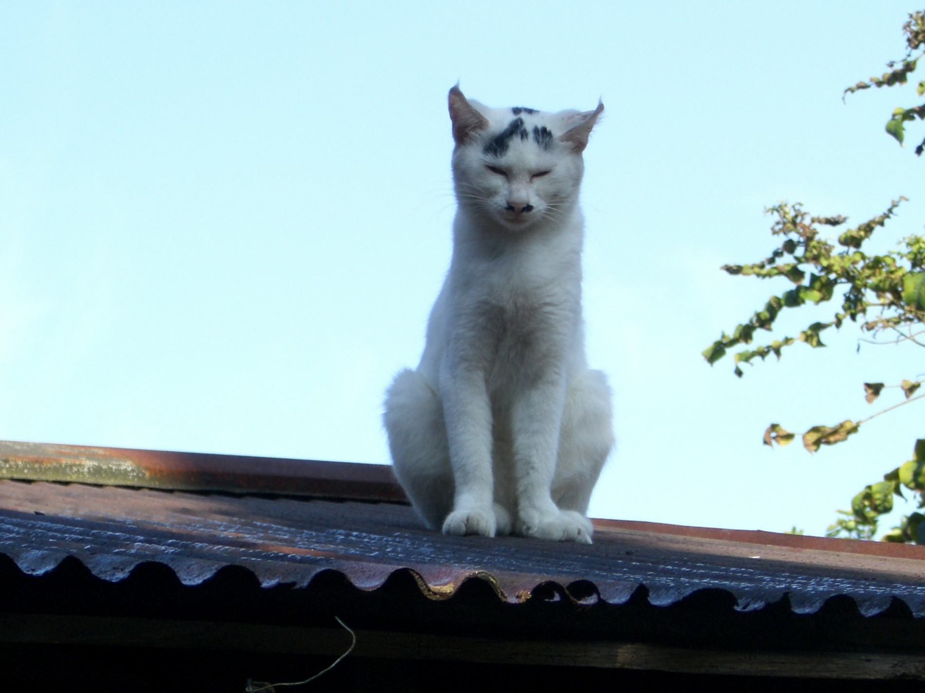 屋根の上の猫 ゆき 山本ギター工房